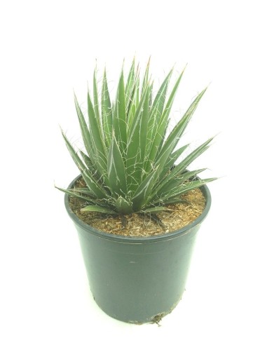 Cactus Euphorbia (test 12 cm ø)