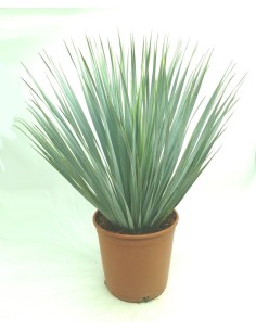Cordyline Indivisa (test 25 cm ø)