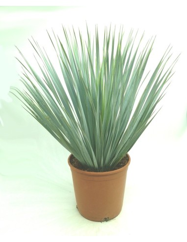 Yuca rostrata (maceta 19 cm ø)