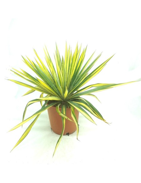 Cordyline Indivisa (test 25 cm ø)