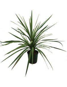 Cordyline Indivisa (maceta 17 cm ø)