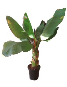 Musa o bananeira (vaso de 25 cm ø)