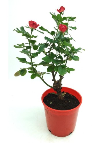 Rosal Zepeti  (maceta 20 cm ø)