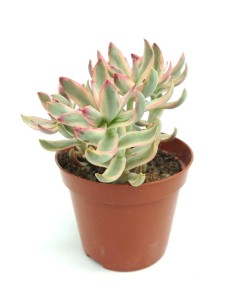 Crassula Candy Cane (maceta 5,5 cm Ø)
