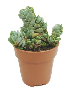 Crassula Deceptor (maceta 8,5 cm Ø)