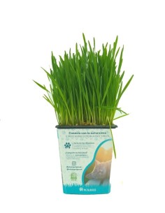 Hierba para gatos y otras mascotas (petgrass) (maceta 13 cm Ø)