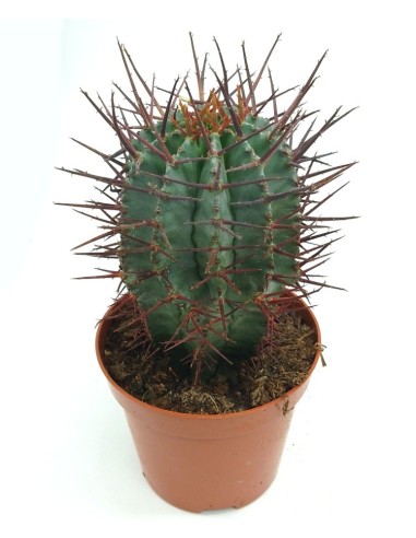 Cactus Haworthia