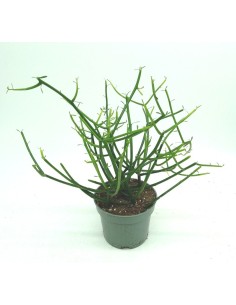 Euphorbia Tirucalli (maceta 12 cm ø)