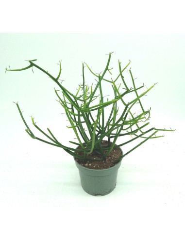 Euphorbia Tirucalli (maceta 12 cm ø)