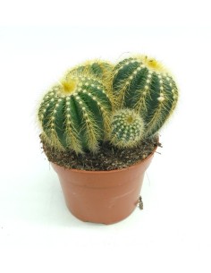Notocactus Wara (maceta 12 cm ø)