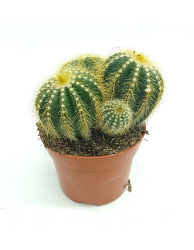 Notocactus Wara (vaso 12 cm ø)