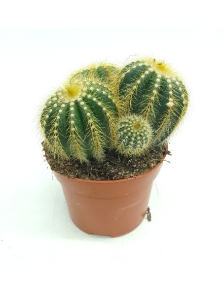 Notocactus Wara (vaso 12 cm ø)