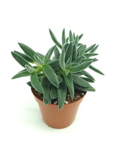 Crassula Tarantula (maceta 8,5 cm Ø)
