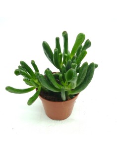Crassula 'Hobbit' (maceta 9 cm ø)