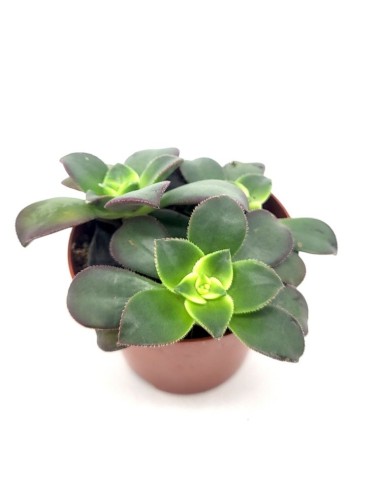Aeonium kiwi (test 8,5 cm ø)