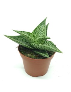 Aloe variegata