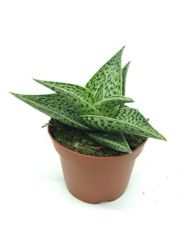Aloe variegata