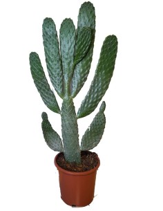Opuntia consolea (maceta 17 cm ø)