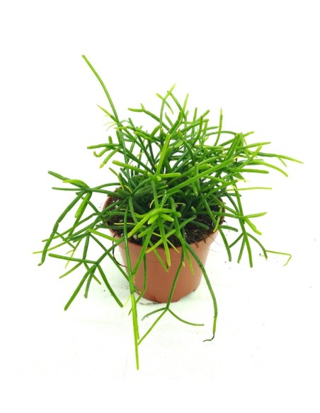 Rhipsalis baccifera Oasis