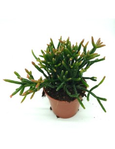 Rhipsalis burchellii (maceta 8,5 cm Ø)