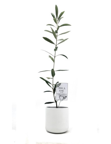 Olivo para eventos