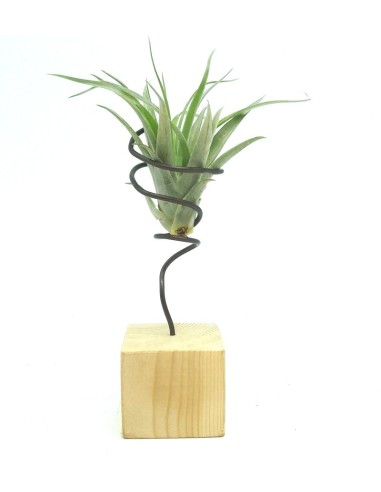 Tillandsies per esdeveniments