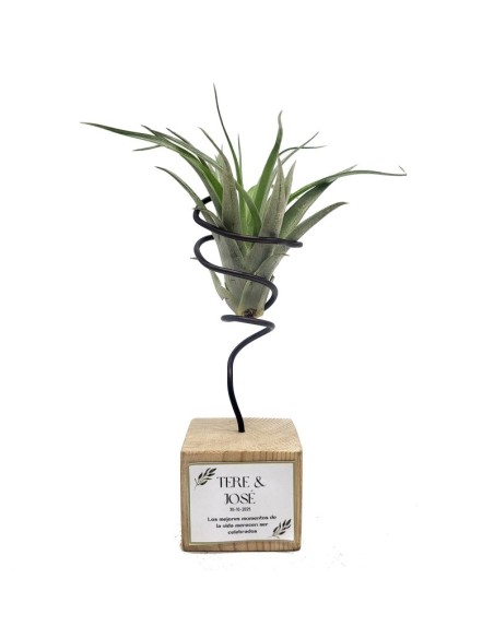 Tillandsias para eventos