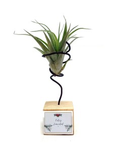 Tillandsies per esdeveniments