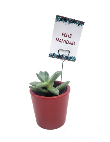 Cactos e suculentas como presente de Natal para empresas ou celebrações