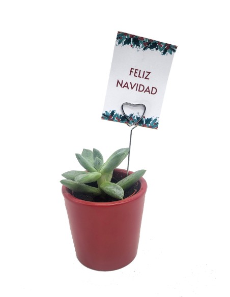 Cactos e suculentas como presente de Natal para empresas ou celebrações