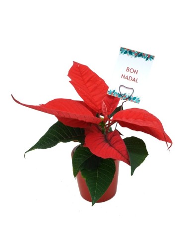 Navidad - Mini ponsetia como regalo para empresas y celebraciones