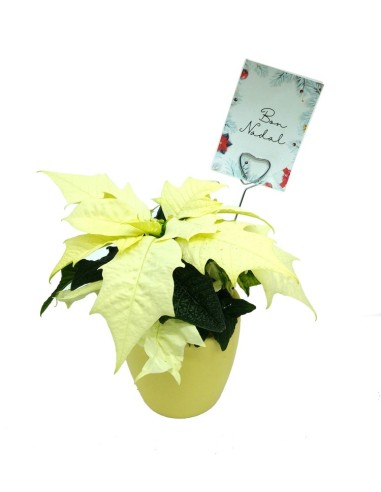 Navidad - Mini ponsetia como regalo para empresas y celebraciones