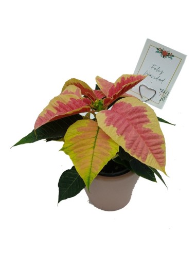 Navidad - Mini ponsetia como regalo para empresas y celebraciones