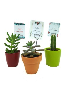 Nadal - Cactus i crasses com a regal per a aempreses i celebracions