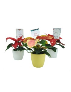 Navidad - Mini ponsetia como regalo para empresas y celebraciones