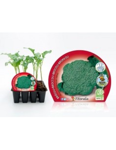 Planta orgânica de brócolis verde (12 unidades)