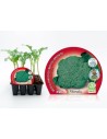 Planter bròquil verd ecològic (12 unitats)