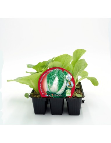 Mudas de couve chinês ecológica (6 unidades)