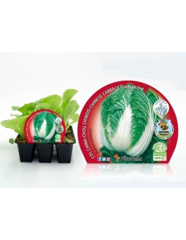 Planter col Xina ecològic (6 unitats)