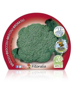 Planter bròquil verd ecològic (12 unitats) 2