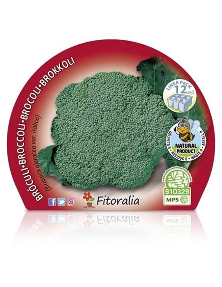 Planter bròquil verd ecològic (12 unitats)