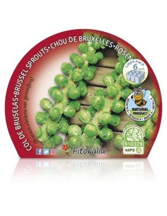 Planter col de Brusel·les 2