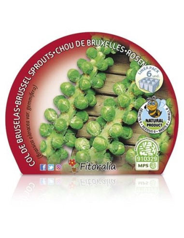 Planter col de Brusel·les