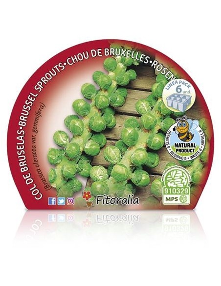 Planta orgânica de couve de Bruxelas