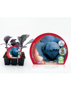 Planter col Llombarda ecològica (6 unitats)