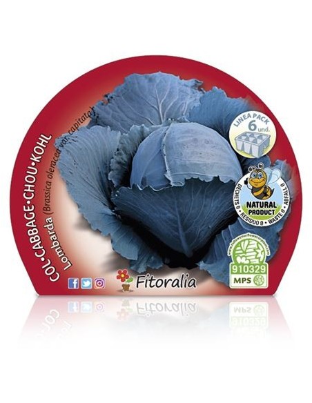Planter col Llombarda ecològica (6 unitats)