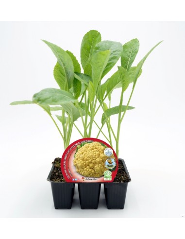 Planter col coliflor groga híbrida Cheddar (6 unitats)
