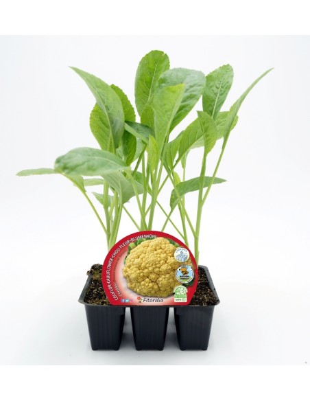 Planter col coliflor groga híbrida Cheddar (6 unitats)