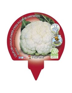 Plantel coliflor blanca ecológica (12 unidades) 2