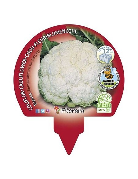 Planta de couve-flor branca orgânica (12 unidades)